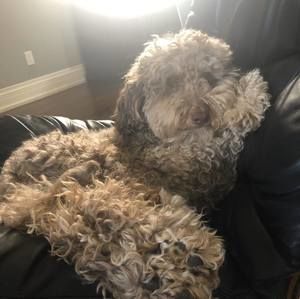 Meet your Posher, Diana